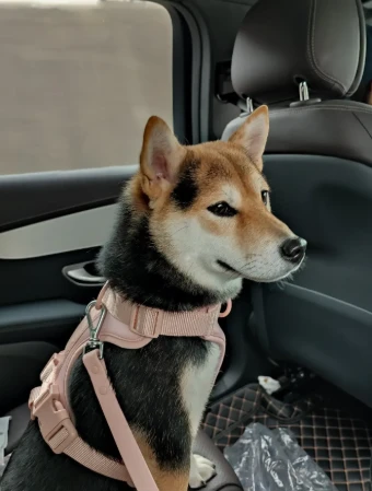 Hur man väljer en perfekt hundsele
