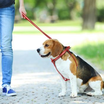 High-end Pet Pro vattentätt hundsele
